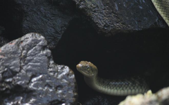 <h3><strong><span>T�RK�YE'DE EN �OK G�R�LEN R�YA NE?</span></strong></h3><p>Google arama verileri ve "Morning Life" ile "Brilliant British" gibi kurumlar�n analizlerine g�re zirvede y�lan var. <strong>T�rkiye r�yas�nda en �ok y�lan g�ren ve bunu internette aratan �lkelerin ba��nda geliyor. T�rkiye'de her ay ortalama 214.000 kez "r�yada y�lan g�rmek" tabiri arat�l�yor.</strong></p>