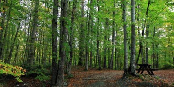 <p>Orman Genel Mdrl, Yer Deitirme Ynetmeliini btnyle deitirdi. <a href="http://www.memurlar.net/haber/413955/" target="_blank">Tklaynz</a>.     (13 Ekim)</p>