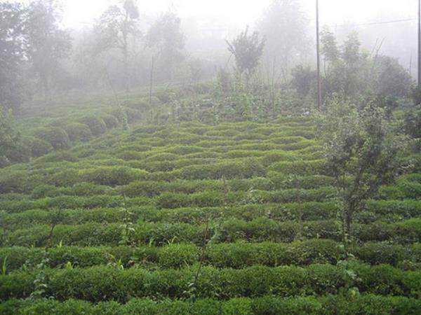 Karadeniz'de Ordu- Artvin arasnda yamur devam ediyor, hava souk, Trabzon 16 derece. Bolu, Zonguldak-Sinop arasnda ise gne grlmeye balayacak ama snma Pazartesi gn olacak.