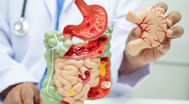 <strong>V�cudumuzun en �nemli organlar�ndan biri olan ba��rsaklar, asl�nda v�cudumuzun "ikinci beyni" ve sa�l�k kalemiz. �yle ki ba��rsaklar sa�l�kl�ysa enerji y�ksek, cilt daha parlak, ba����kl�k sistemi daha g��l� ve zihin daha berrakt�r.</strong>