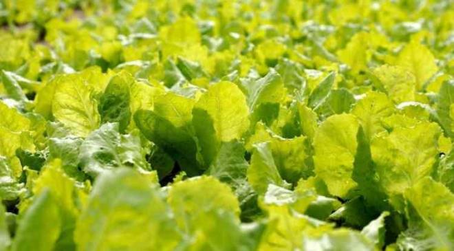 <strong>��eri�inde yer alan vitamin, mineral ve lifler ile sindirim sistemi i�in e�siz bir besin kayna�� olan marul, "en sa�l�kl� ye�illikler" aras�na ad�n� yazd�r�yor.</strong>