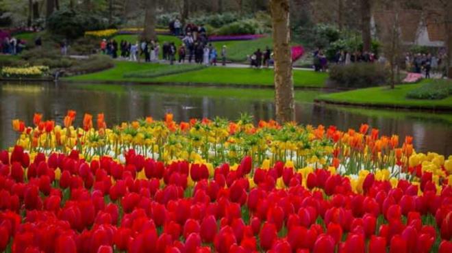 Hollanda'n�n Lisse kasabas�nda yer alan ve "d�nyan�n en b�y�k �i�ek bah�elerinden" biri olarak nam salan Keukenhof Bah�esi, bu y�l 77'nci kez ziyaret�ilerine g�rsel bir ��len sunmaya ba�lad�. Rengarenk lalelerin g�z kama�t�rd��� bah�e, d�nyan�n d�rt bir yan�ndan yo�un ilgi g�r�yor.