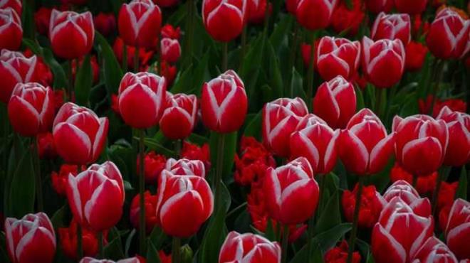 <strong>�zellikle nisan ay� ortas�nda e�siz g�zelli�e b�r�nen bah�e, mart ve may�s d�nemlerinde 8 hafta boyunca ziyaret�ilerini a��rl�yor.&nbsp;</strong>