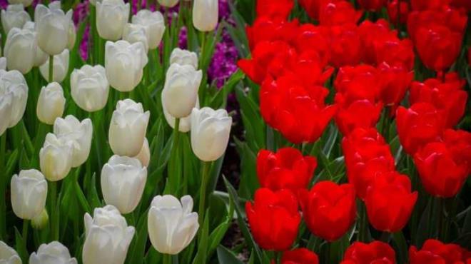 <strong>�ngiliz peyzaj stilinde yeniden d�zenlenen bah�enin modern anlamda do�u�u ise 1949 y�l�nda �nde gelen 20 �i�ek so�an� �reticisi ve ihracat��s�n�n bahar� simgeleyen �i�ekleri sergileme fikriyle ortaya ��kt�.</strong>