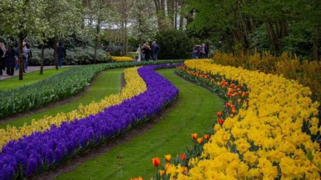 <strong>&nbsp;Hollanda'n�n Lisse kentinde yer alan bah�e, toplamda 32 hektarl�k bir alanda �e�it �e�it lalelerin g�rkemli dokusunu g�zler �n�ne seriyor.</strong>