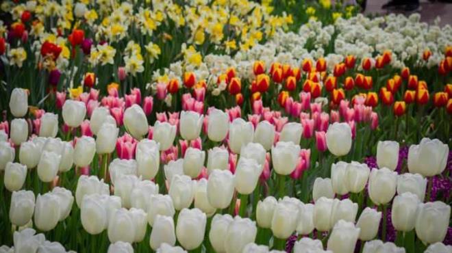 <strong>Bah�enin bug�nk� peyzaj�n�n temelleri ise 1857 y�l�nda, Vondelpark'� da tasarlayan peyzaj mimarlar� Jan David Zocher ve o�lu Louis Paul Zocher taraf�ndan ger�ekle�tirildi.</strong>