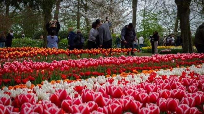 <strong>Renklerin ahenkle dans etti�i, mis kokulu lalelere ev sahipli�i yapan d�nyan�n en b�y�k lale bah�elerinden "Keukenhof", her y�l milyonlarca ziyaret�iye kap�lar�n� aral�yor.</strong>
