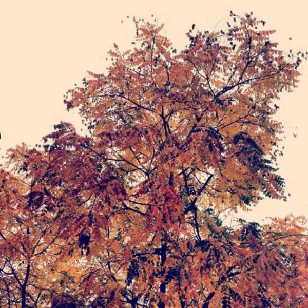 REM SAK Oh bee seviyorum sonbahar