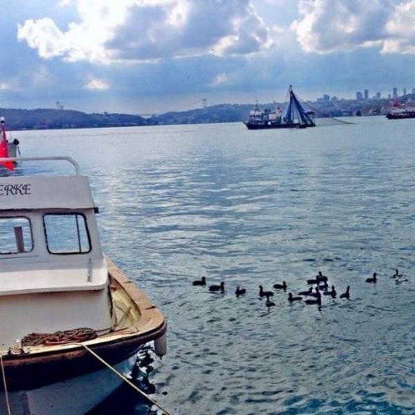 HAMD ALKAN Sular dingin mcadele byk hayat bulmak...