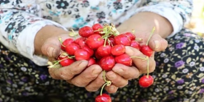 Tezgaha indi, kilosu 100 TL. Ge�en y�l tek bir tane bile yoktu
