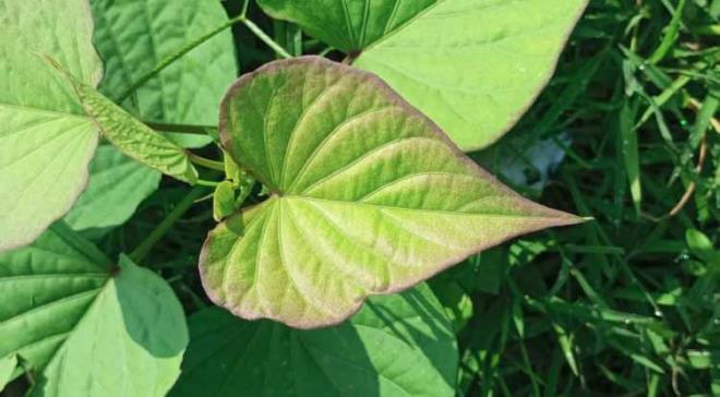 Uluslararas� yap�lan �al��malara g�re tatl� patates yapraklar�nda bolca bulunan kafeoilkinik asitler, ba��rsaktaki L h�crelerini uyararak v�cudun kendi GLP-1 hormonunu do�al yollarla �retmesine imkan tan�yor. Hi�bir kimyasal enjeksiyona gerek kalmadan �al��an bu i�sel mekanizma, tamamen yan etkisiz ve uzun s�reli bir kilo kontrol s�reci sunuyor.