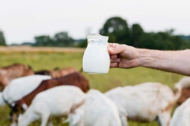 Ke�i s�t� gibi sindirim sistemi hassasiyeti ya�ayan ki�iler aras�nda da s�k�a tercih edilen ke�i s�t� i�erisindeki vitamin ve mineraller ile sa�l�kl� bir beslenme plan�na da katk� sa�l�yor.