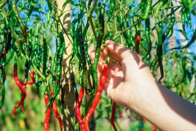 Scoville �l�e�i, asl�nda a�r� kesici bir kremi geli�tirirken ortaya ��kt�. Kremde kullan�lan ana maddelerden biri, biberlere ac�l���n� veren kapsaisindi. �irket, farkl� biberlerdeki kapsaisin oran�n� do�ru �ekilde �l�mek istiyordu.&nbsp;