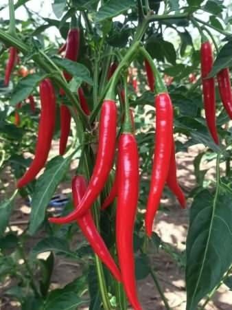<p>8. CAYENNE B�BER�</p>    <p>SHU: 30.000-50.000</p>    <p>&nbsp;</p>