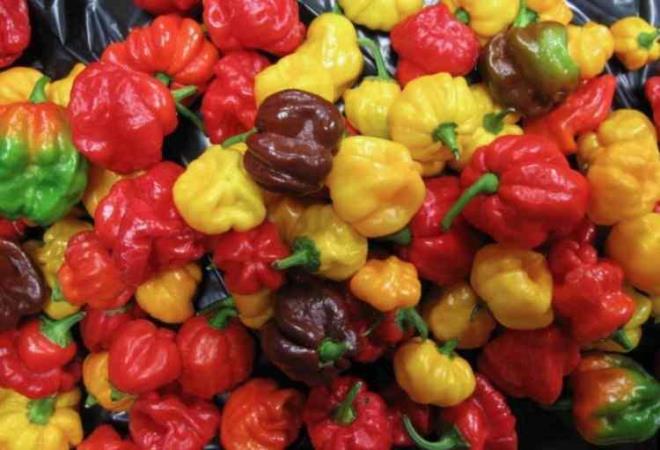 5. SCOTCH BONNET B�BER�<br>  SHU: 150.000-325.00
