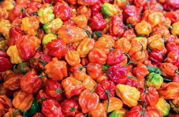 4. HABANERO B�BER�<br>  SHU: 150.000-350.000