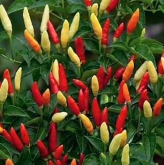 <p>7. TABASCO B�BER�</p>    <p>SHU: 30.000-50.000</p>    <p>&nbsp;</p>