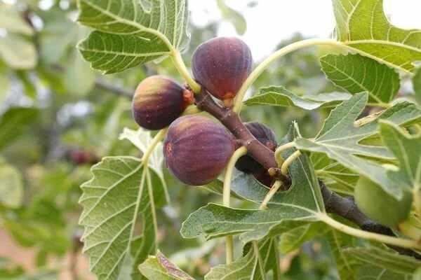 <strong>Uzmanlara g�re incir, ters d�nm�� bir �i�ek yap�s�na sahip �zel bir bitki t�r� olarak kabul ediliyor.</strong>