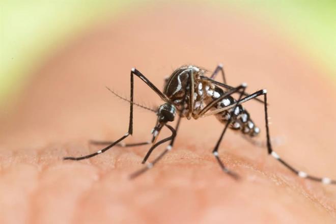 Cilt mikrobiyotas�: Her insan�n cildindeki bakteri dengesi farkl�. Bu da ki�iye �zg� bir koku profili olu�turuyor. Baz� koku kombinasyonlar� sivrisinekleri daha fazla �ekebiliyor.<br>Hareketlilik: S�rekli hareket halinde olmak, hem v�cut �s�s�n� hem de solunum miktar�n� art�rd��� i�in sivrisineklerin dikkatini �ekebiliyor.<br>K�yafet rengi: Siyah, lacivert ve k�rm�z� gibi koyu tonlar�n sivrisinekler i�in daha belirgin hedef olu�turabilece�i belirtiliyor.