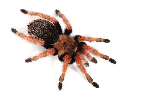 trsye-i anakb : rmcek korkusu