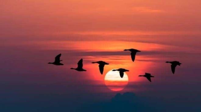 Yaz aylar�nda T�rkiye'de en s�k rastlanan g��men t�rler aras�nda <strong>y�lan kartal�, yaz atmacas�, k���k kerkenez, k���k orman kartal�, leylek, kara leylek, alaca bal�k��l, gece bal�k��l�, ar� ku�u, ibibik, ev k�rlang�c�, k�r k�rlang�c�, sar�asma, k�z�ls�rtl� �r�mcekku�u, saz b�lb�l�, b�y�k kam����n, maskeli �tle�en, guguk ku�u, mahmuzlu k�zku�u</strong> ve <strong>batakl�k </strong>k�rlang�c� yer al�yor.