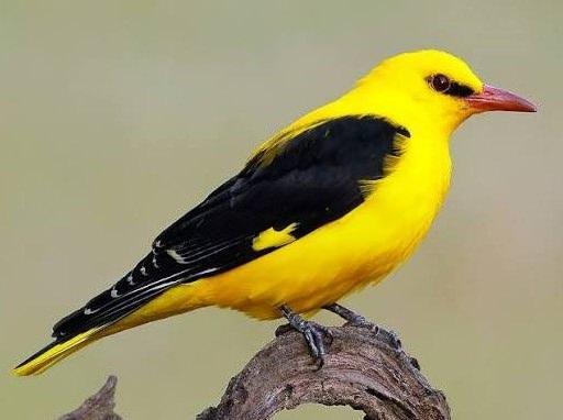 (G�rsel: Sar�asma)