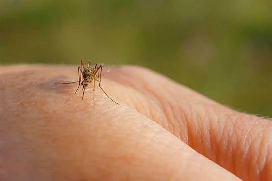 iScience dergisinin haz�rlad��� ara�t�rmada 120 ki�inin v�cut kokusu ve cilt mikrobiyomu incelendi.