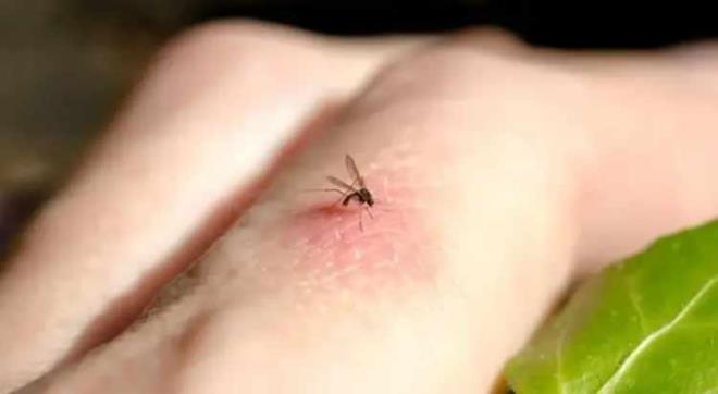 Deneyde Asya kaplan sivrisine�i olarak bilinen Aedes albopictus, Sar� humma sine�i ad� verilen Aedes aegypti ve ev sine�i olarak bilinen Culex quinquefasciatus sinekleri kullan�ld�.