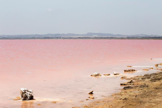 Pembe G�l <BR>Sudaki mikroorganizmalar�n ve tuz yo�unlu�unun etkisiyle baz� g�ller �a��rt�c� pembe tonlara b�r�n�yor.