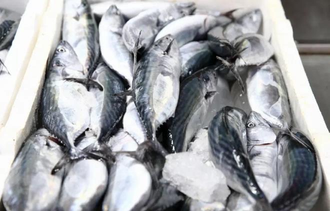 <p>Karadeniz'in bir�ok b�lgesinde palamut bollu�u ya�and���n� belirten �nl�, "Bu sene halk�m�z �ok uygun fiyatlarla bol bol palamut yiyecek in�allah. Palamutta sezonun �ok iyi ge�ece�ini d���n�yoruz. Hamsi ve istavrit biraz belirsiz ama palamut y�n�nden �ok iyi bir sezon olaca�� g�r�n�yor." dedi.</p><p>&nbsp;</p><p>Bal�k�� �brahim Co�kun da palamuttaki bollu�un sevindirici oldu�unu ifade etti.</p><p>&nbsp;</p><p>Co�kun, "Bu sene palamut �ok. Sezon b�yle devam edecek gibi g�r�n�yor. Eyl�lde b�y�k tekneler de denize a��ld��� zaman bal�k daha uygun olur ve o zamana kadar daha da irile�ir. Bu sene vatanda��m�z �ok g�zel palamut yer." diye konu�tu.</p>