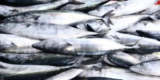 Karadeniz'de palamut bollu�u. Fiyat� 250 lirayd� h�zla d��t�