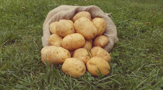 <h3>1- PATATES</h3> <p>Patates buzdolab�nda bekledi�inde i�indeki ni�asta �ekere d�n���r ve tad� de�i�ir. Ayr�ca pi�irme s�ras�nda daha koyu bir renk al�r. Patatesi buzdolab� yerine serin ve kuru yerde saklamak tazeli�ini korumas�na yard�mc� olur.</p>