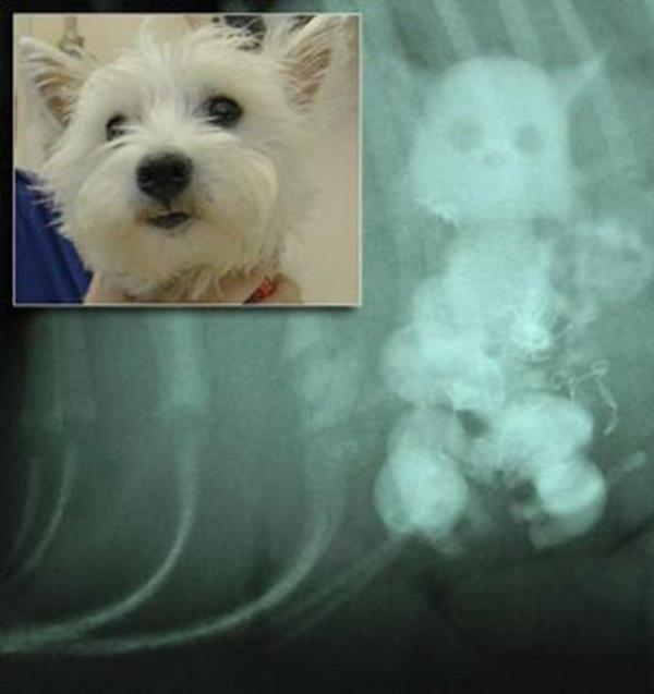 ngiltere'de terriyer cinsi kpek, be kediyi midesine indirince hastanelik oldu...