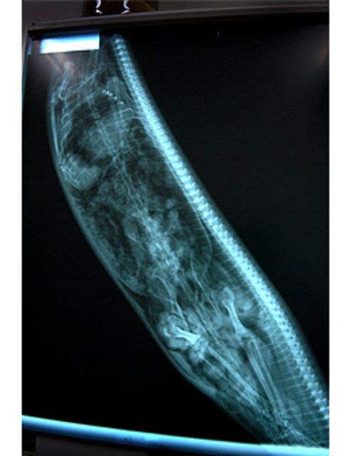 ki buuk metre piton ylann iinde l taklidi yapan bir ylan avcs...