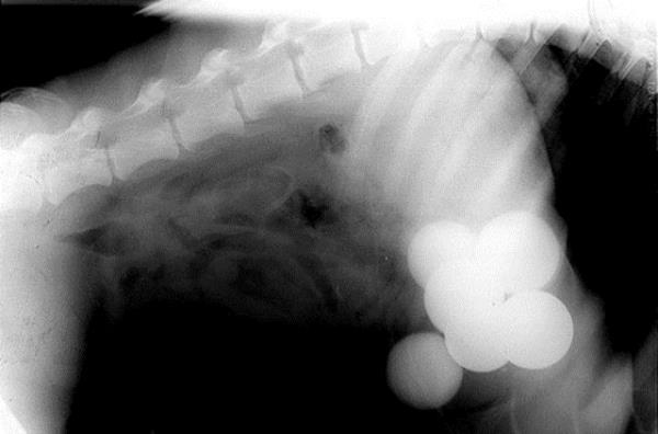 Doberman cinsi bu kpein rntgeninde ise midesinde alt tane golf topu var.