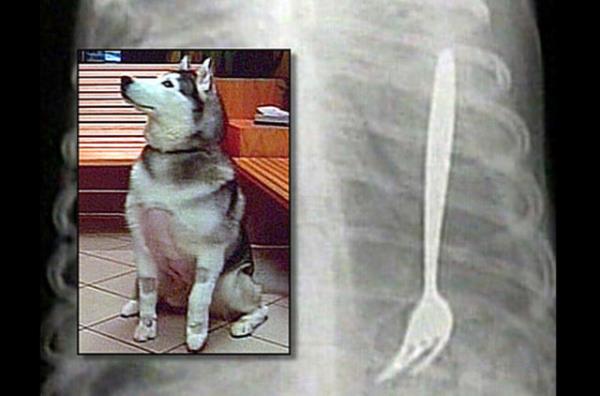 10 yandaki Husky cinsi bu kpek oynarken yuttuu atal yznden byk bir tehlike atlatt. Midesi delinen kpek ameliyat edilerek kurtarld.