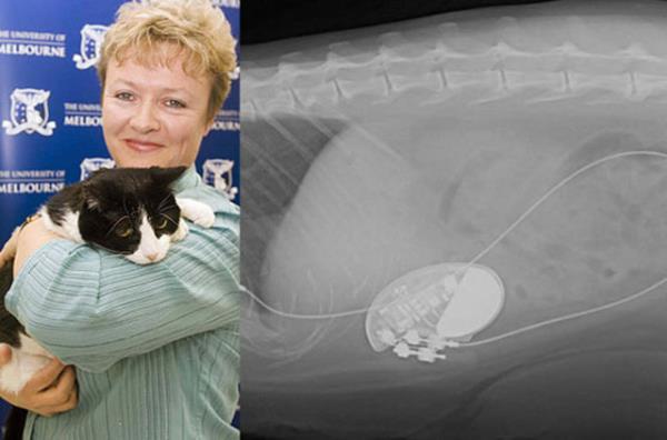 Bu filmde ise minik kedinini vucudundaki kalp pili gzkyor.