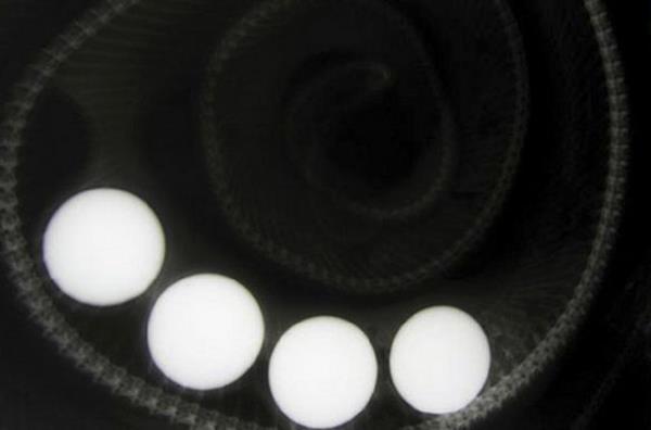 Avusturalya'da yakalanan yaklak bir metre uzunluundaki bu ylan ise yumurta sand golf toplarn yuttu.