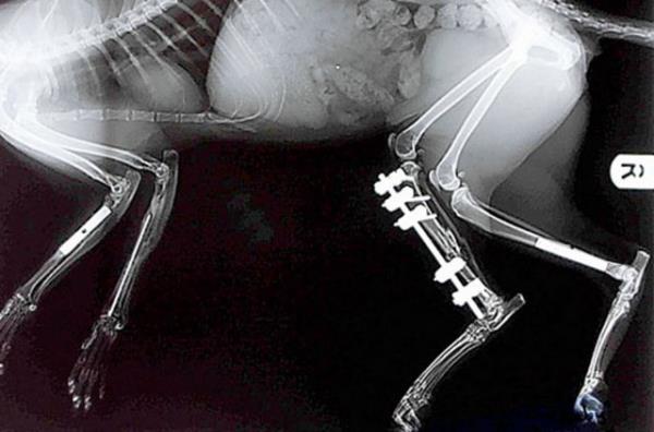 Londra'da yaayan bu yavru kedinin rntgeninde ise bacana taklan platin gzkyor.