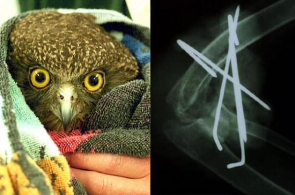 Bu bayku yetkililer tarafndan farkedilineceye kadar uzun bir sre kanadnda toplu inelerle yaamak zorunda kald.