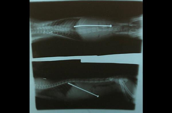 Amerika Arizona'da yaayan merakl kaplan televizyon antenini midesine indirdi. ekilen rntgen filmiyle gerei renen veterinerler baarl bir ameliyatla anteni mideden kard.