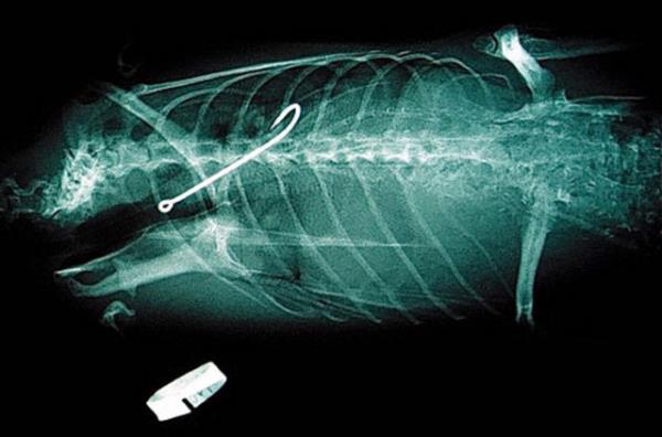 Hayvanat bahesinde yaayan bu Penguen'in midesinde ise yutmu olduu engel grnyor.