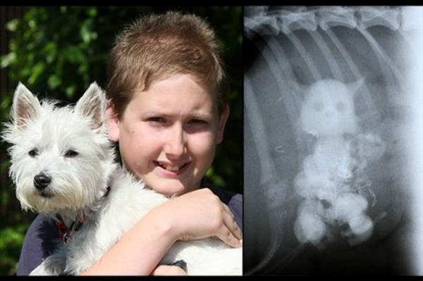 Terriyer cinsi kpek, be kediyi midesine indirince bana neler geldi...