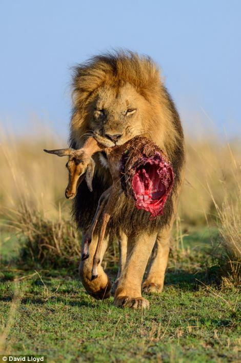 Kenya'da safariye kan nl doa fotorafs David Lloyd'un srad kareleri kannz donduracak.