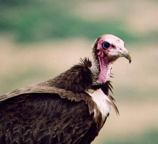 Bu da kesin olarak ispatlanamam bir sylentidir. Bilindii kadaryla, baz kular arasnda en uzun yaayan tipik rnekler iin tutulmu kaytlar yledir: Akbaba 52 yl