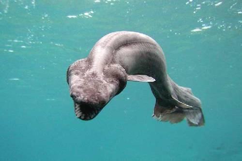 Amerika?da bulunan bir tr ylan balnn 50 yana ulat grlmtr.