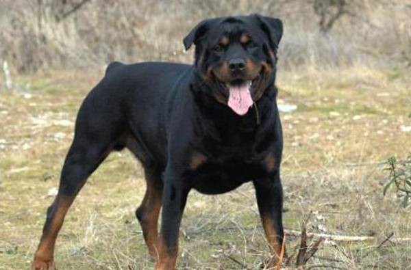 Kpekler 20 yl yaayabilirler