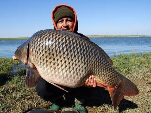 Balklarla ilgili sylentiler iin de ayn ey sz konusudur. Bir tr sazan bal 25 yl kadar yaamtr.