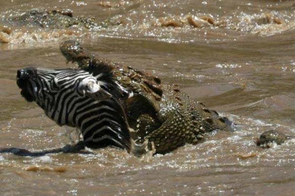 Timsahlar genellikle bataklklarda yaayan hayvanlardr.Her hangi bir yok etme giriimi olmazsa uzun sre yaayabilirler. 70 - 80 yl ve 80'i aan srelerde de yaayabilirler.