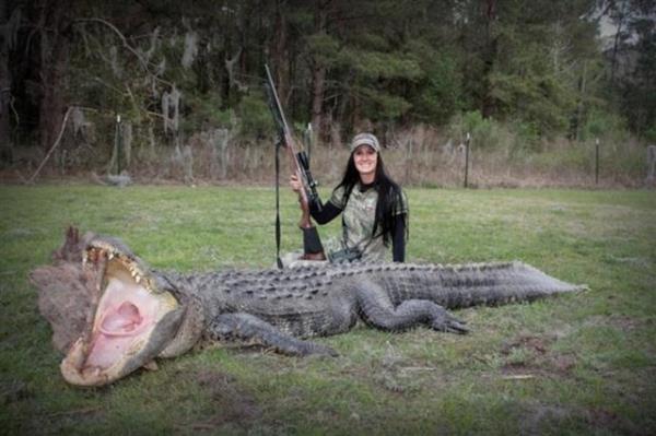 Amerika'da, timsahlarn insanlarn yaam alanlarna girmesine engel olmak iin her sene Eyll aynda timsah av balatlyor.